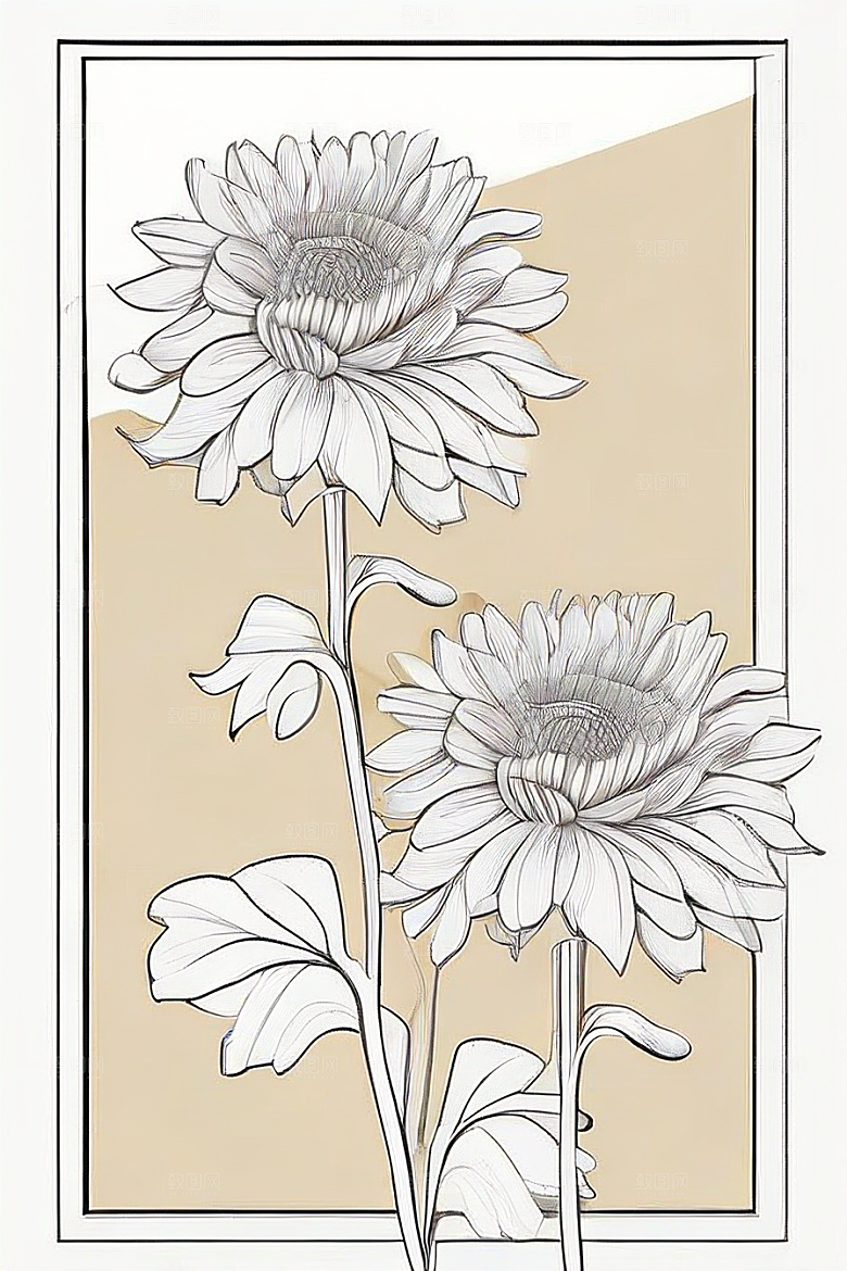 简单清晰的菊花线描作品