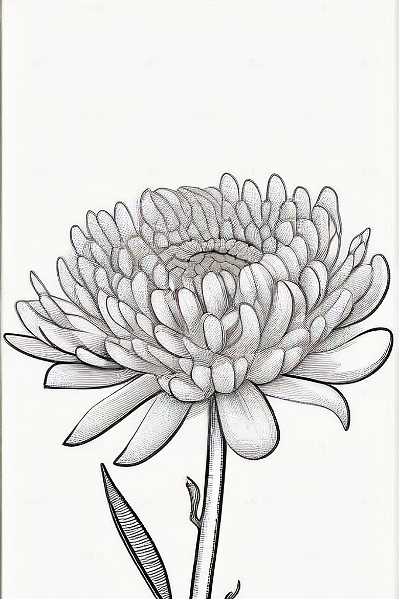 简单清晰的菊花线描作品