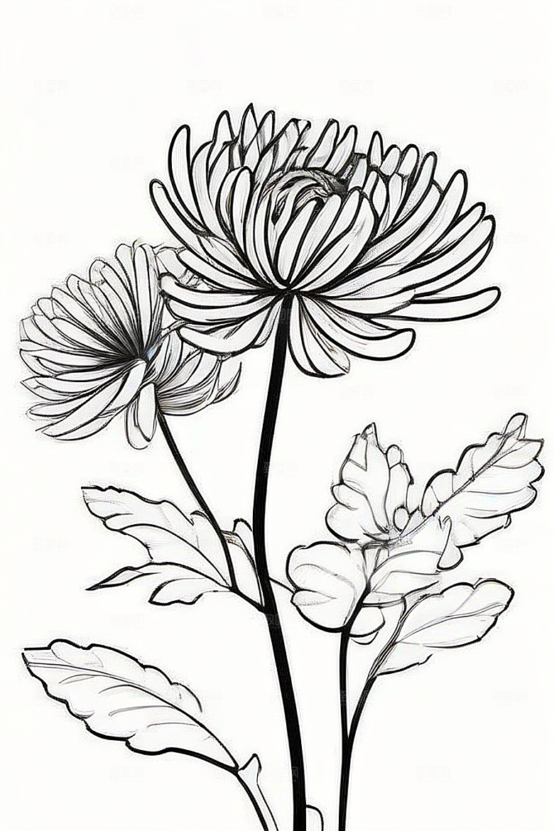 简单清晰的菊花线描作品