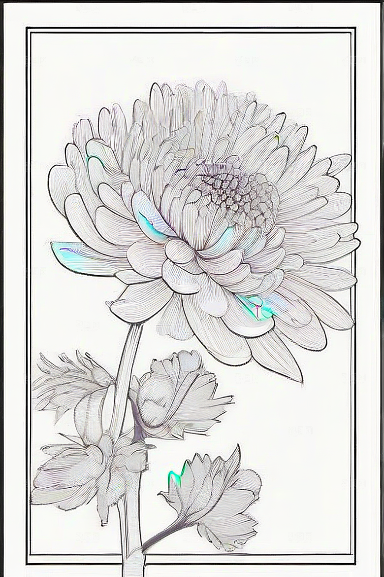 四月绽放的菊花线描
