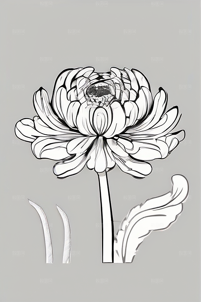 四月绽放的菊花线描