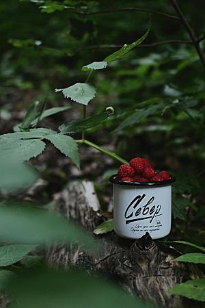 摄影特写水果树莓素材