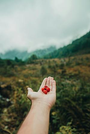 摄影特写水果树莓素材