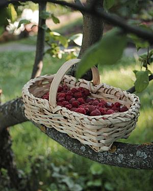 野生树莓摄影特写png