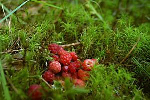 野生树莓摄影特写png