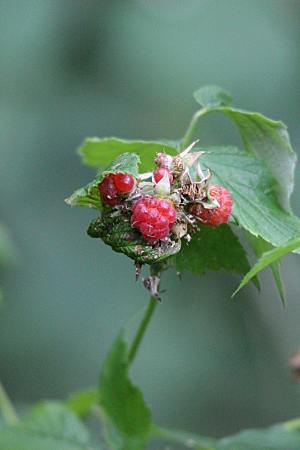 水果树莓过树摄影素材