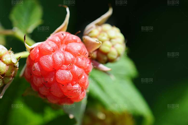 水果树莓过树摄影素材