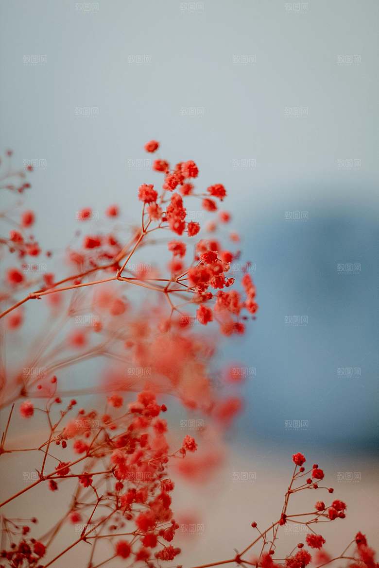 水果树莓过树摄影素材