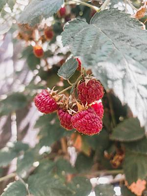 水果树莓过树摄影素材