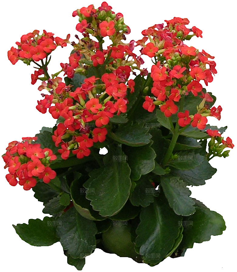 红色长寿花花卉png素材