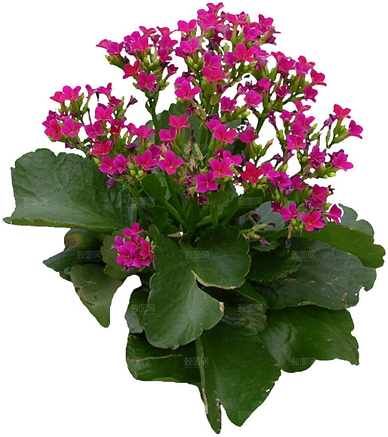 红色长寿花花卉png素材