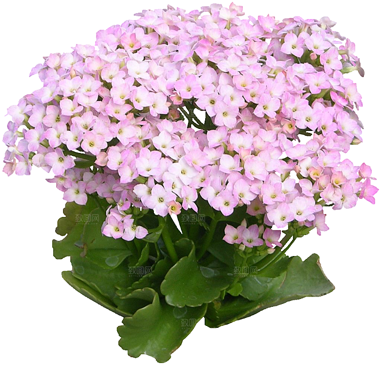 红色长寿花花卉png素材