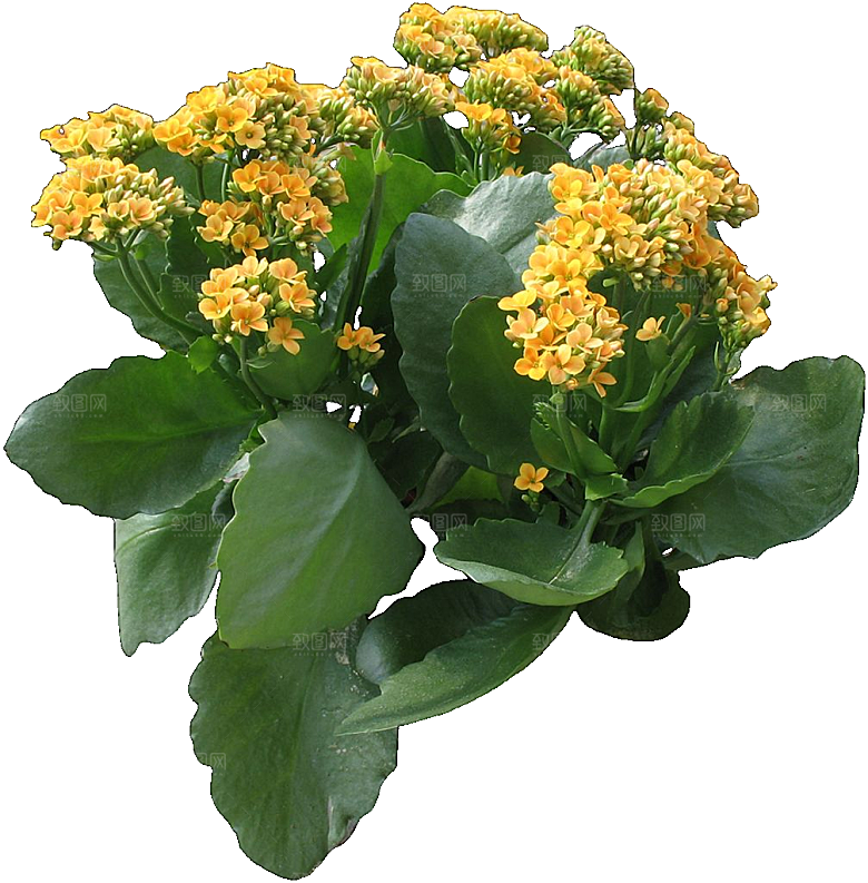 红色长寿花花卉png素材