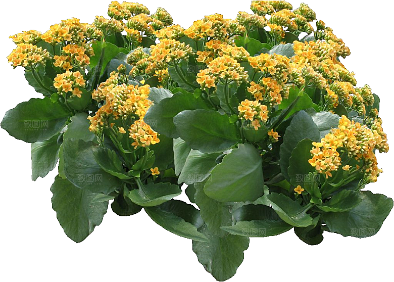 红色长寿花花卉png素材