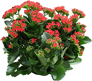 红色长寿花花卉png素材