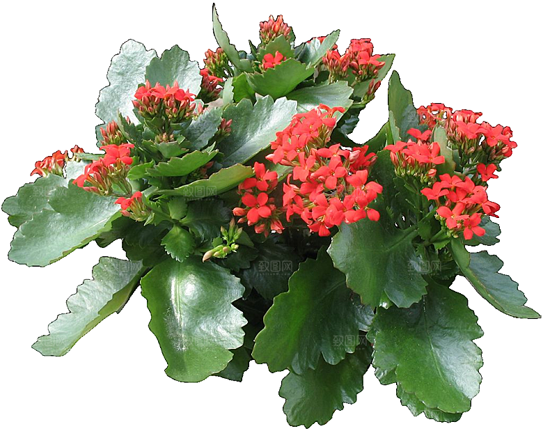 红色长寿花花卉png素材