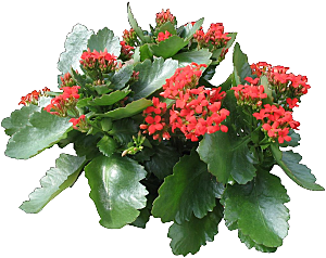 红色长寿花花卉png素材