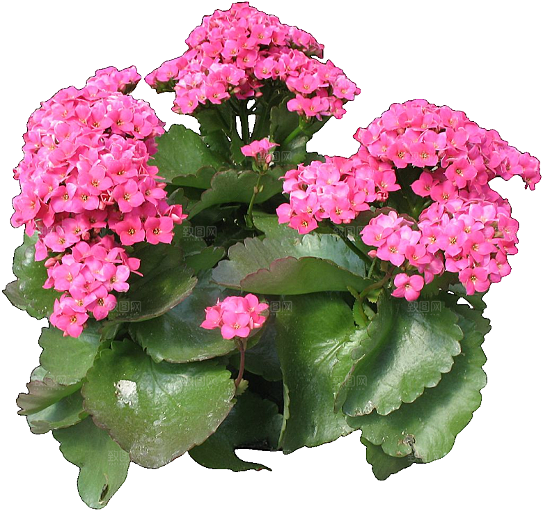 红色长寿花花卉png素材