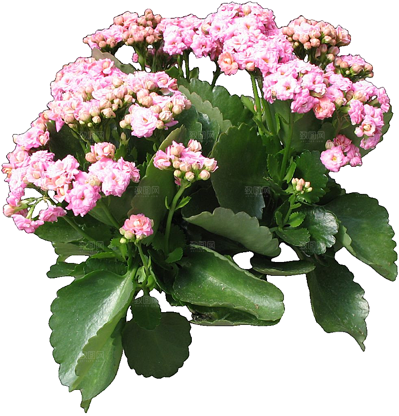 红色长寿花花卉png素材