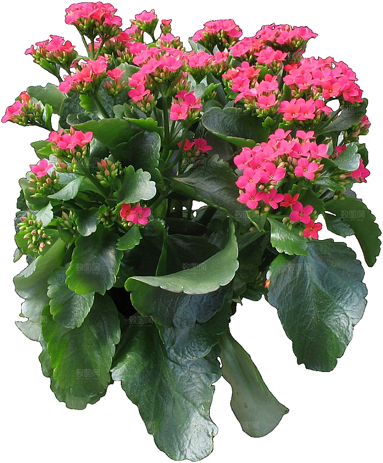 红色长寿花花卉png素材