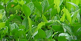 栀子花png素材元素