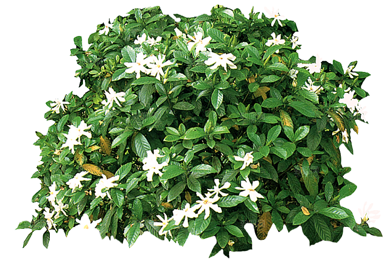白色栀子花png盆栽素材