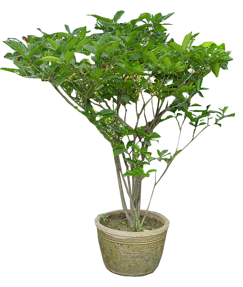 白色栀子花png盆栽素材