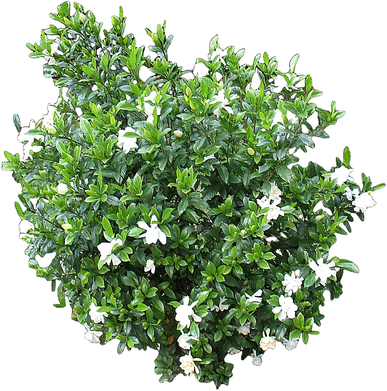 白色栀子花png盆栽素材