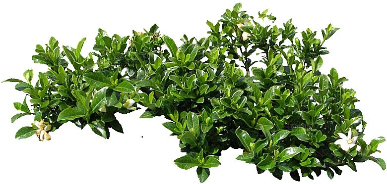 白色栀子花png盆栽素材