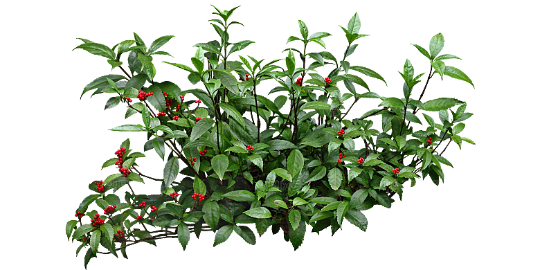 朱砂根绿植树木素材