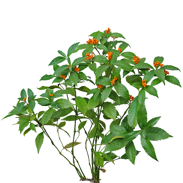 朱砂根绿植树木素材