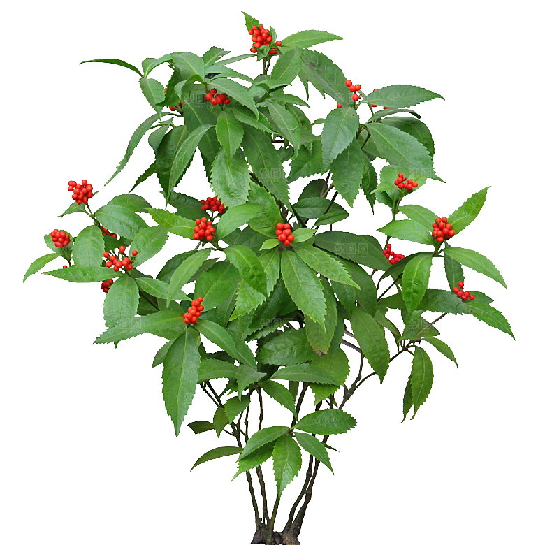 朱砂根绿植树木素材