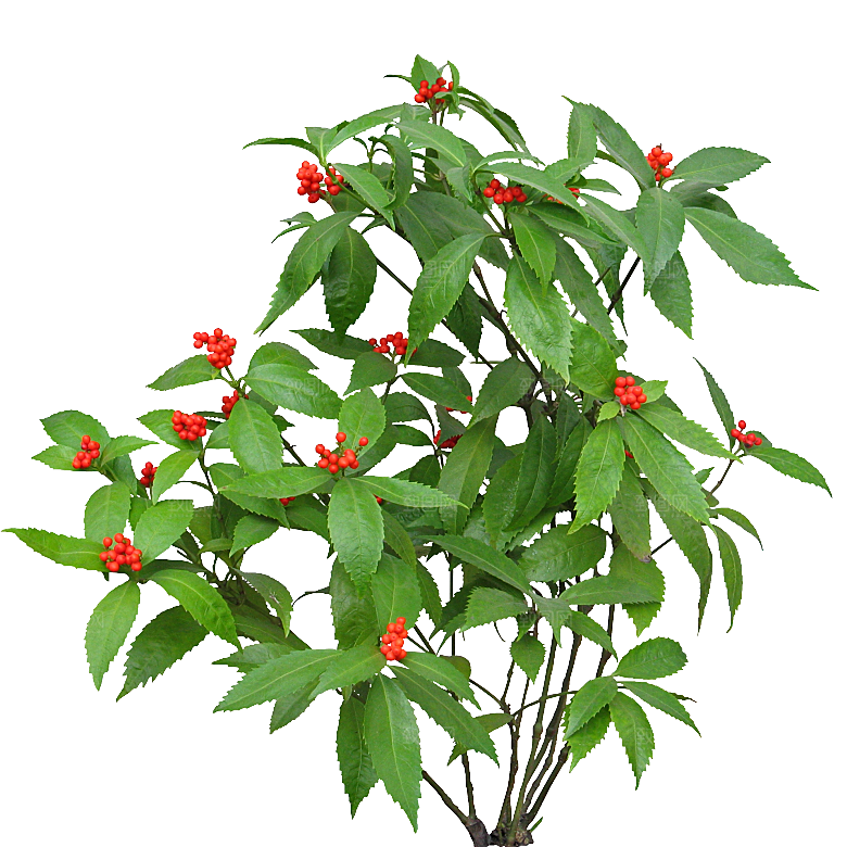 朱砂根绿植树木素材