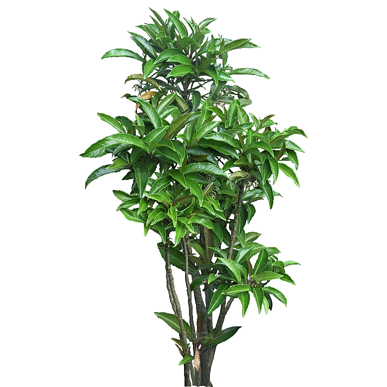 朱砂根绿植树木素材