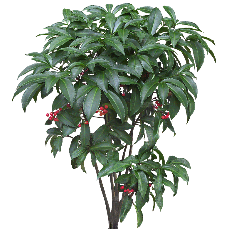 朱砂根绿植树木素材