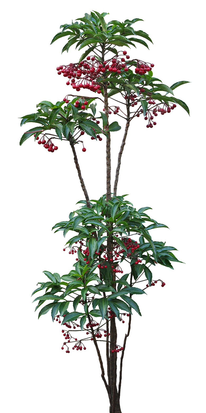 朱砂根绿植树木素材