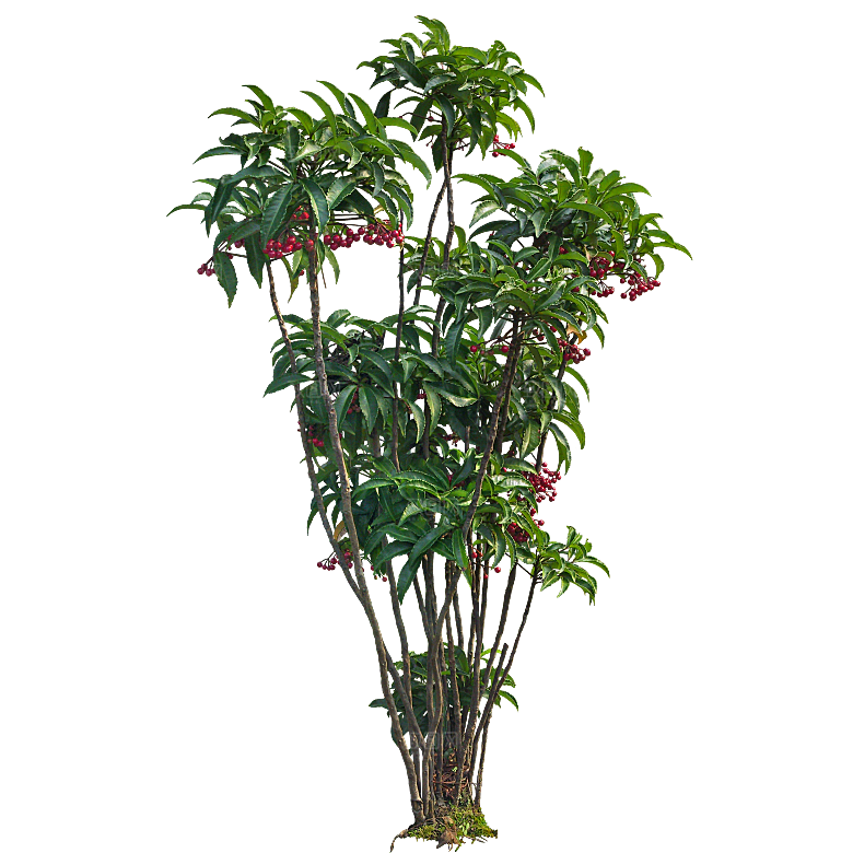 朱砂根绿植树木素材