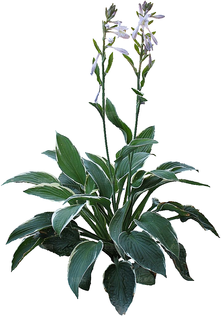 紫萼花卉png元素