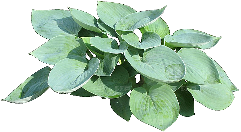 紫萼花卉png元素