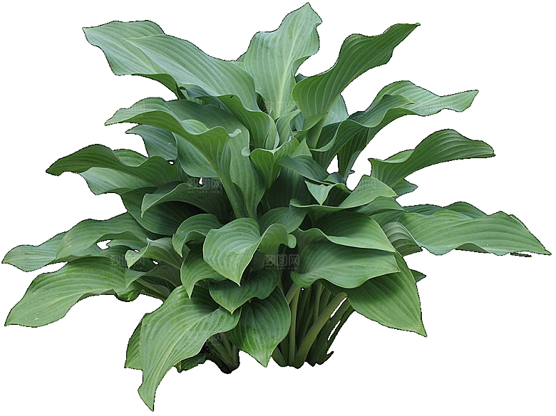 紫萼花卉png元素