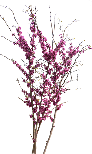 紫荆鲜花树枝png素材