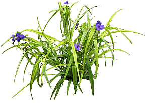 紫露草鲜花png素材