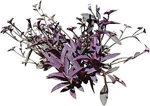 紫露草鲜花png素材