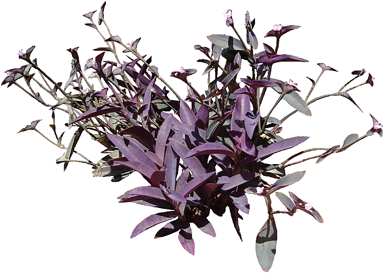 紫露草鲜花png素材