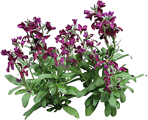 紫罗兰鲜花png