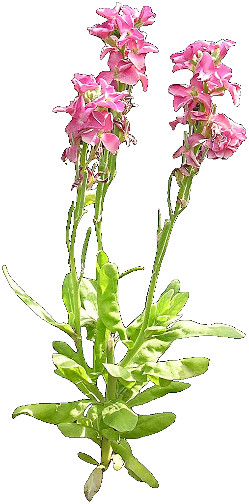 紫罗兰鲜花png