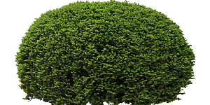 矮紫杉png素材