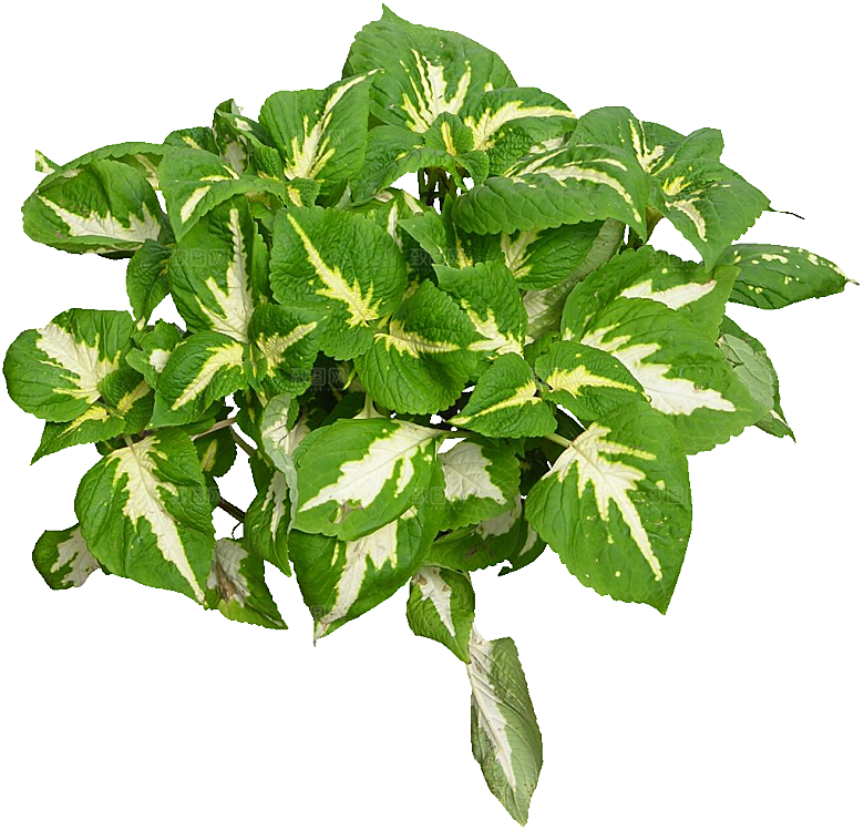 紫苏绿植素材png