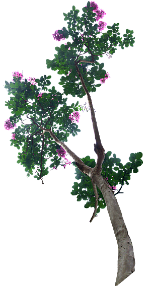 紫薇树png元素