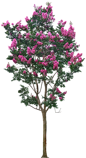 紫薇树png元素